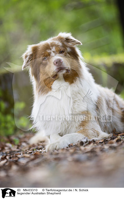 liegender Australian Shepherd / NN-03310