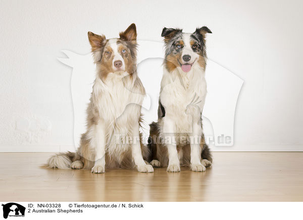 2 Australian Shepherds / 2 Australian Shepherds / NN-03328