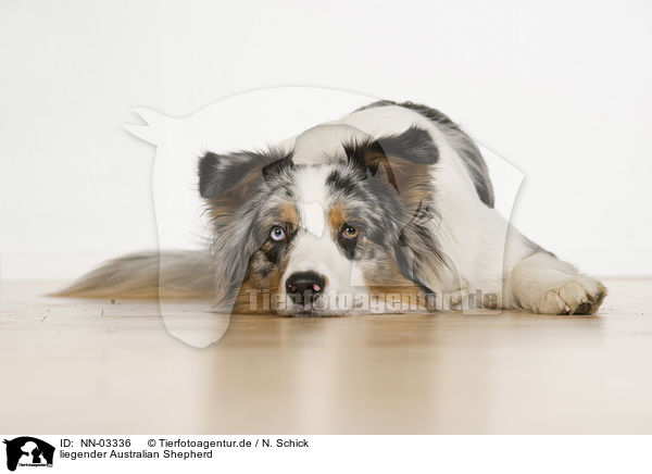 liegender Australian Shepherd / lying Australian Shepherd / NN-03336