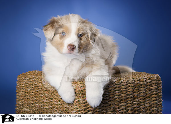 Australian Shepherd Welpe / Australian Shepherd puppy / NN-03346