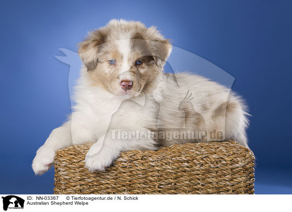 Australian Shepherd Welpe / Australian Shepherd puppy / NN-03367