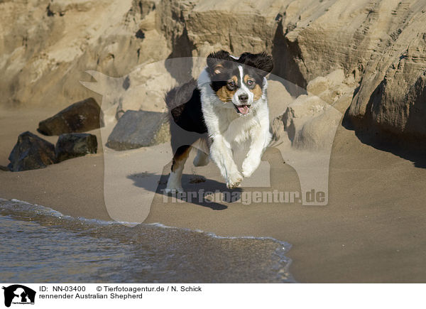 rennender Australian Shepherd / running Australian Shepherd / NN-03400