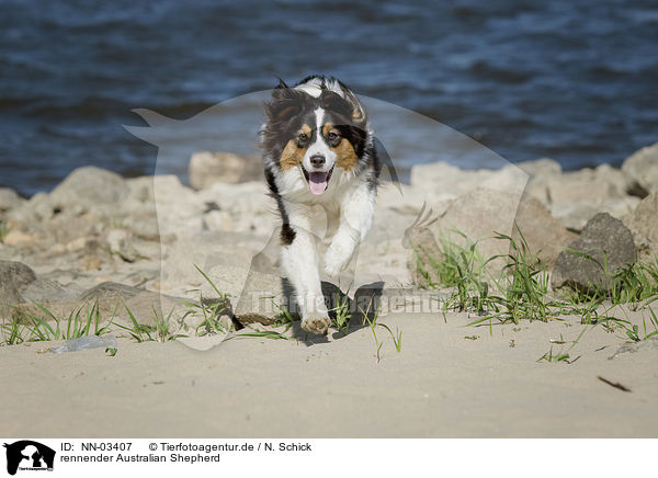 rennender Australian Shepherd / running Australian Shepherd / NN-03407