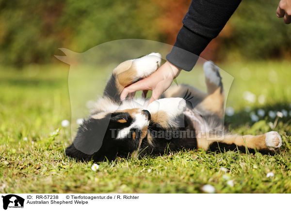 Australian Shepherd Welpe / Australian Shepherd Puppy / RR-57238