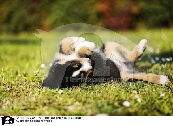Australian Shepherd Welpe / Australian Shepherd Puppy / RR-57239
