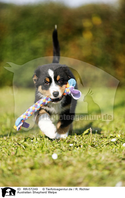 Australian Shepherd Welpe / Australian Shepherd Puppy / RR-57249