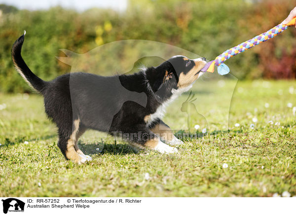 Australian Shepherd Welpe / Australian Shepherd Puppy / RR-57252