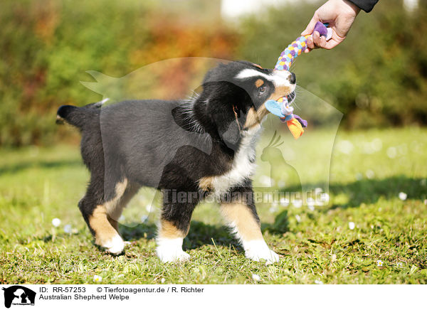 Australian Shepherd Welpe / Australian Shepherd Puppy / RR-57253