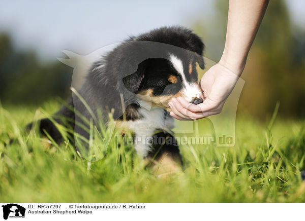 Australian Shepherd Welpe / Australian Shepherd Puppy / RR-57297