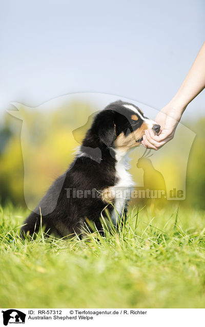 Australian Shepherd Welpe / Australian Shepherd Puppy / RR-57312