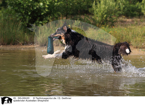 spielender Australian Shepherd / playing Australian Shepherd / DG-06420