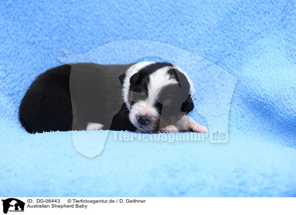 Australian Shepherd Baby / Australian Shepherd Baby / DG-06443