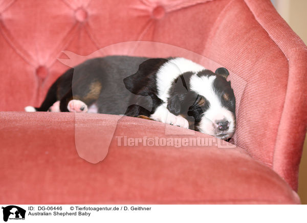 Australian Shepherd Baby / Australian Shepherd Baby / DG-06446
