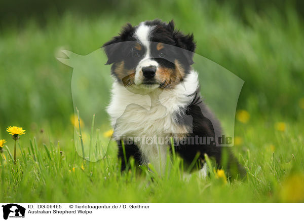 Australian Shepherd Welpe / Australian Shepherd puppy / DG-06465