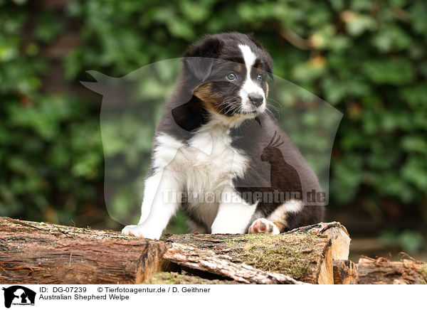 Australian Shepherd Welpe / Australian Shepherd Puppy / DG-07239