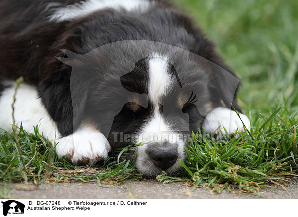 Australian Shepherd Welpe / Australian Shepherd Puppy / DG-07248