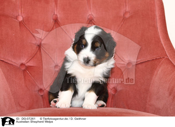 Australian Shepherd Welpe / Australian Shepherd puppy / DG-07261