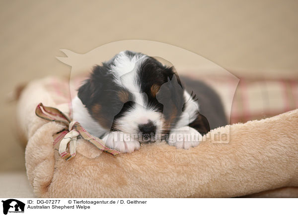 Australian Shepherd Welpe / Australian Shepherd puppy / DG-07277