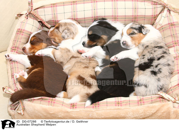 Australian Shepherd Welpen / DG-07286