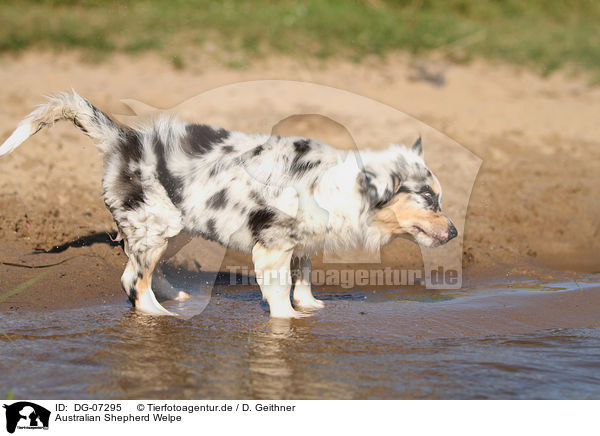 Australian Shepherd Welpe / Australian Shepherd puppy / DG-07295