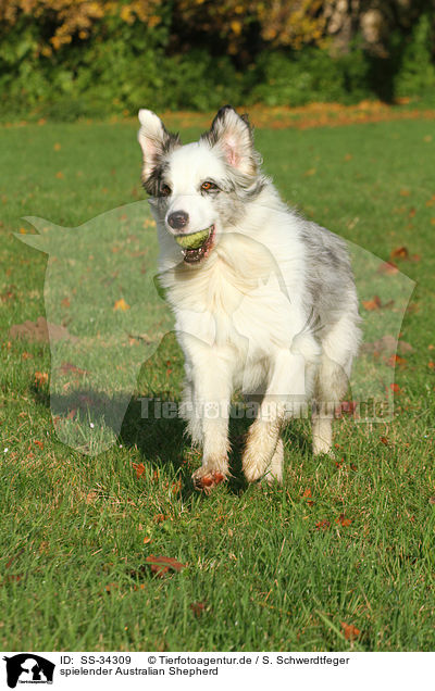 spielender Australian Shepherd / playing Australian Shepherd / SS-34309
