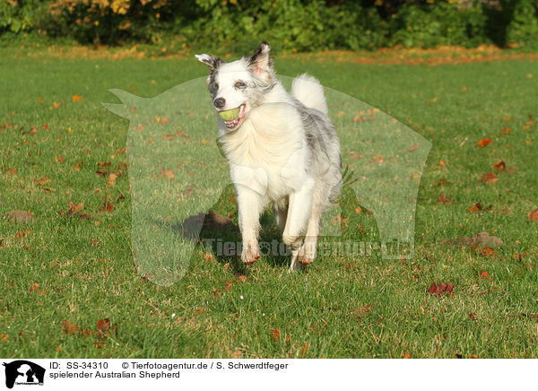 spielender Australian Shepherd / playing Australian Shepherd / SS-34310