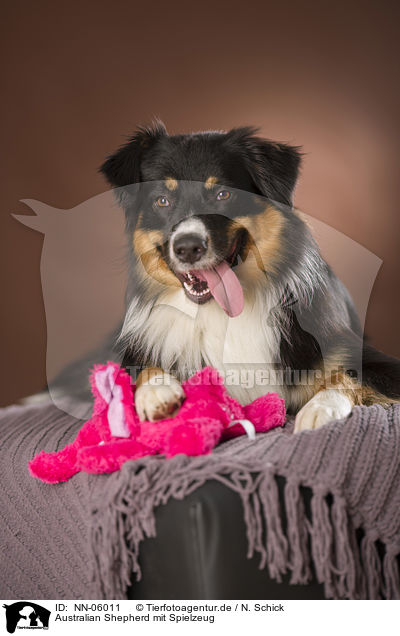 Australian Shepherd mit Spielzeug / Australian Shepherd with toy / NN-06011