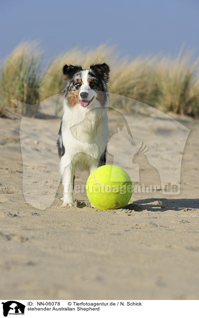 stehender Australian Shepherd / standing Australian Shepherd / NN-06078