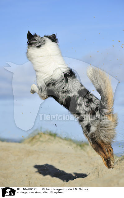 springender Australian Shepherd / jumping Australian Shepherd / NN-06128