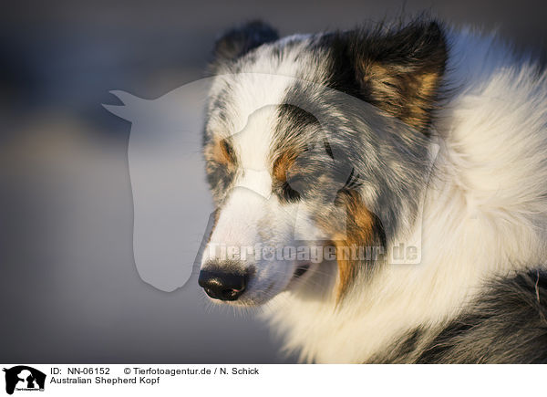 Australian Shepherd Kopf / Australian Shepherd Portrait / NN-06152