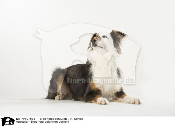 Australian Shepherd balanciert Leckerli / Australian Shepherd is balancing a treat / NN-07881