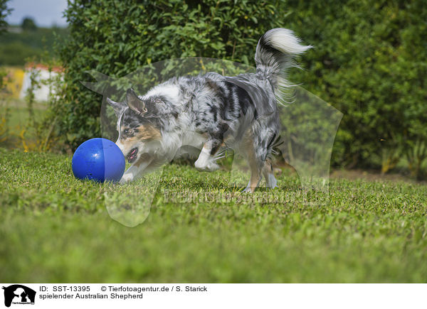 spielender Australian Shepherd / playing Australian Shepherd / SST-13395