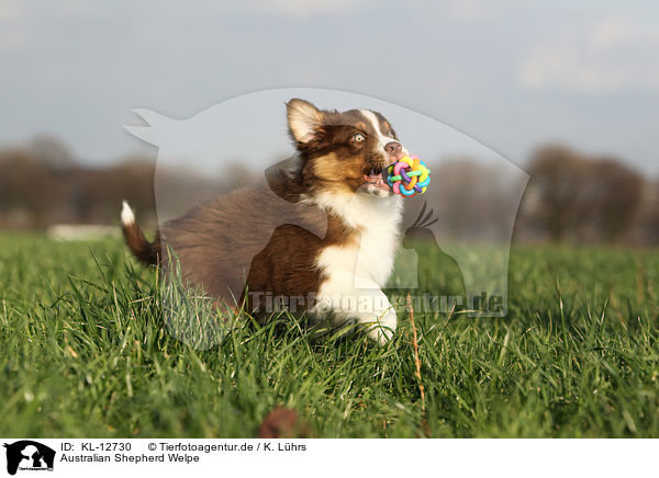 Australian Shepherd Welpe / Australian Shepherd Puppy / KL-12730
