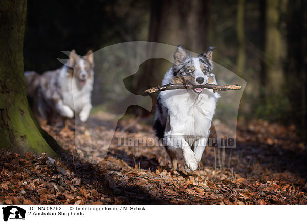 2 Australian Shepherds / 2 Australian Shepherds / NN-08762