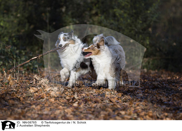 2 Australian Shepherds / 2 Australian Shepherds / NN-08765