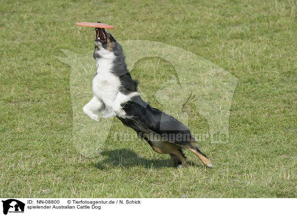 spielender Australian Cattle Dog / playing Australian Cattle Dog / NN-08800