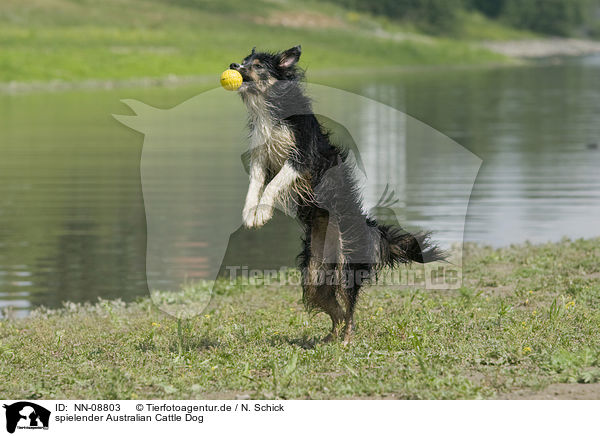 spielender Australian Cattle Dog / playing Australian Cattle Dog / NN-08803