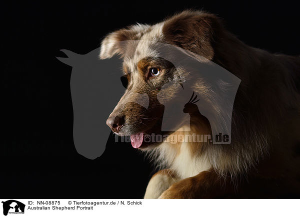 Australian Shepherd Portrait / NN-08875