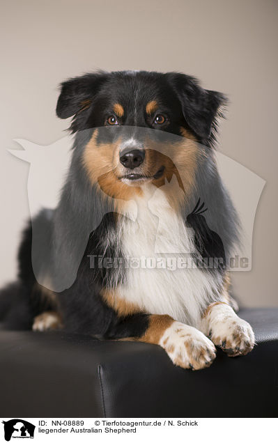liegender Australian Shepherd / lying Australian Shepherd / NN-08889