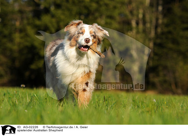 spielender Australian Shepherd / playing Australian Shepherd / AG-02226