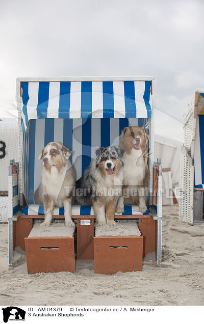 3 Australian Shepherds / 3 Australian Shepherds / AM-04379