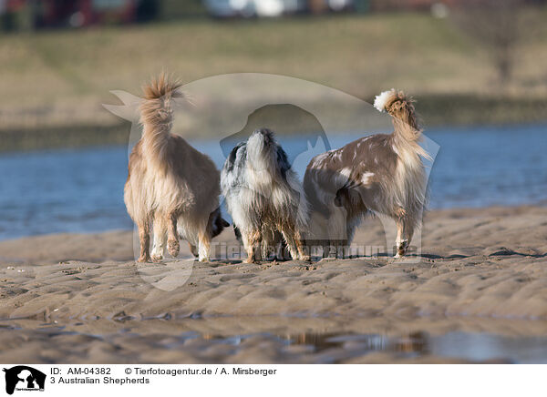 3 Australian Shepherds / 3 Australian Shepherds / AM-04382
