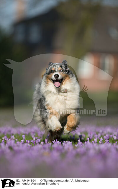 rennender Australian Shepherd / AM-04394