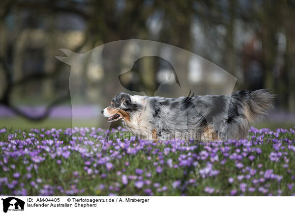 laufender Australian Shepherd / AM-04405