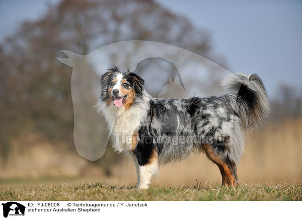 stehender Australian Shepherd / standing Australian Shepherd / YJ-08008