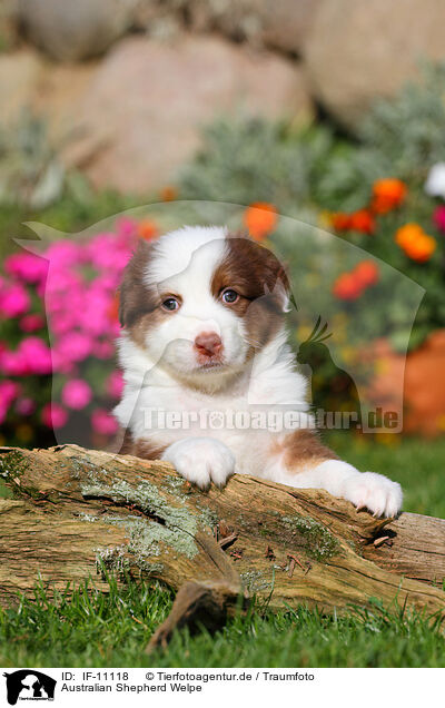 Australian Shepherd Welpe / IF-11118