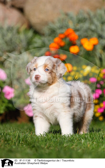 Australian Shepherd Welpe / IF-11136