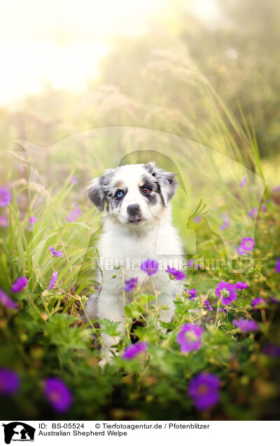 Australian Shepherd Welpe / BS-05524