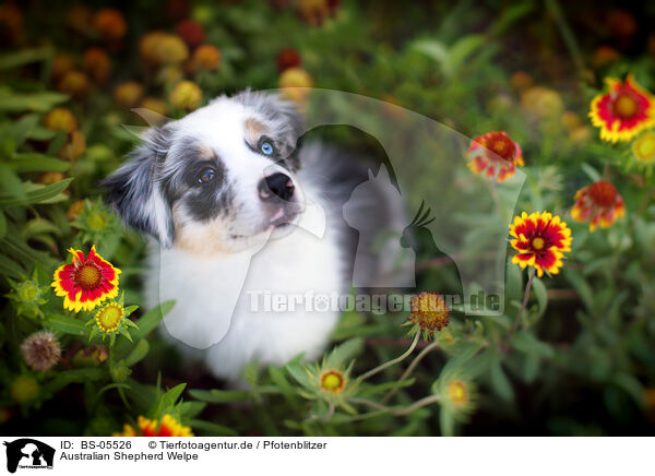 Australian Shepherd Welpe / Australian Shepherd Puppy / BS-05526