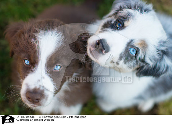 Australian Shepherd Welpen / Australian Shepherd Puppies / BS-05536